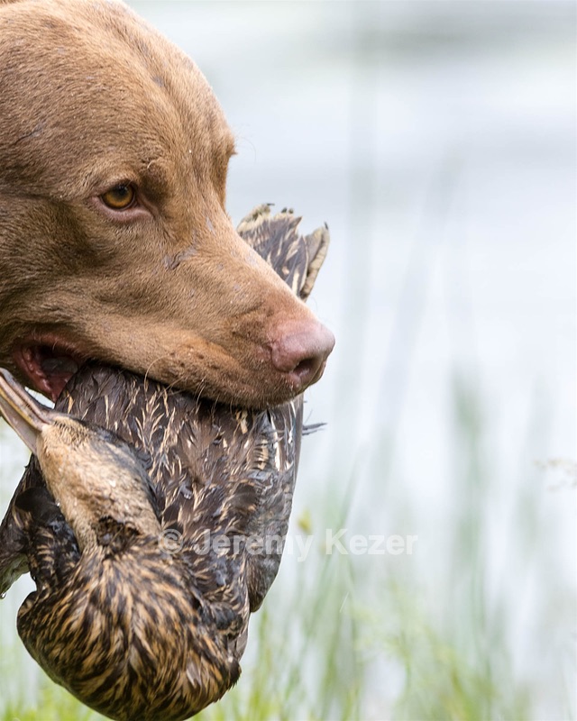 Hunter Law