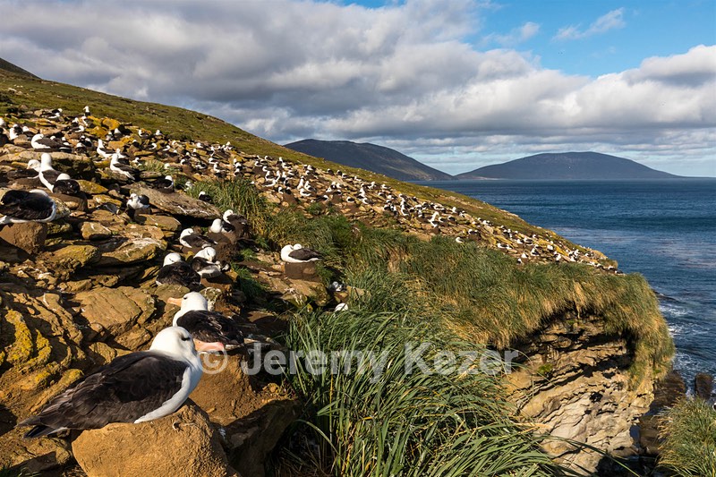 Black-Browed Albatross, Saunders Island, The Falklands