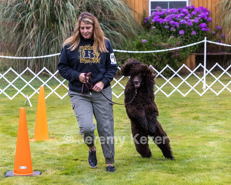 1741 - GCH CH BREKKON'S FIRST MARK CGC