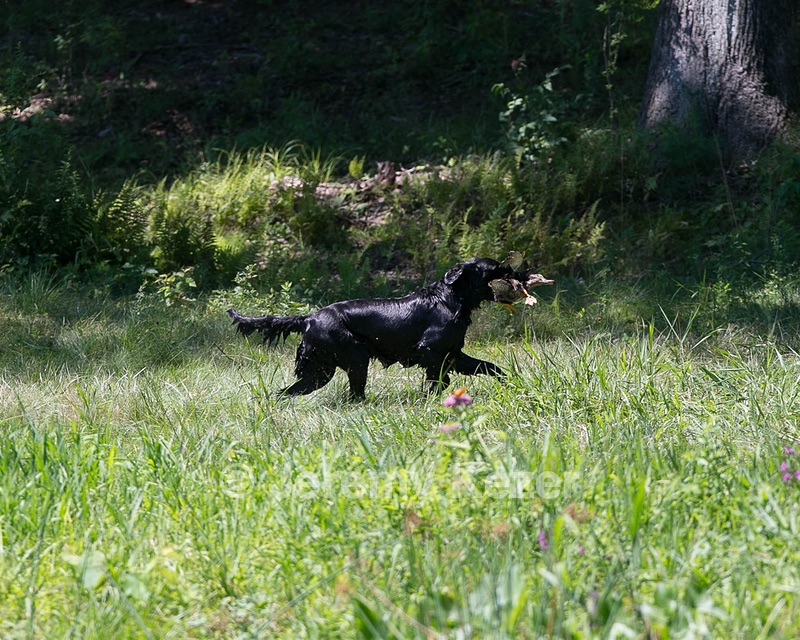 Onyx Klein