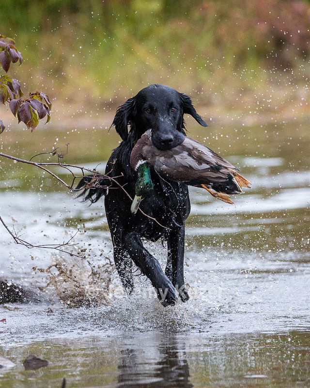 Jake