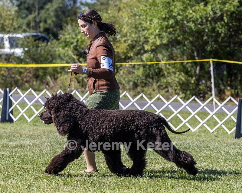 25 - GCH CH POOLE'S IDE RIPTIDE OHS RI DS CGC (Rip)