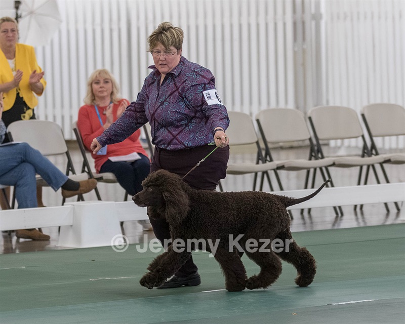 62 - GCH ALL GREEN WI' ENVY V ALPHA NORDIC CD RE DS RATN (Jade)