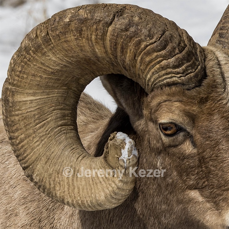Bighorn Sheep, Yellowstone National Park