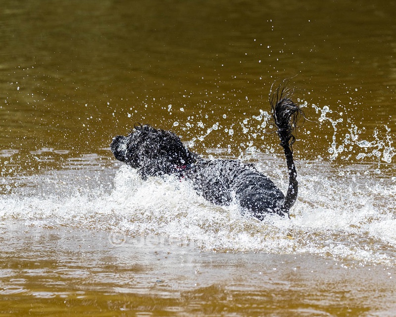 Rio Peter