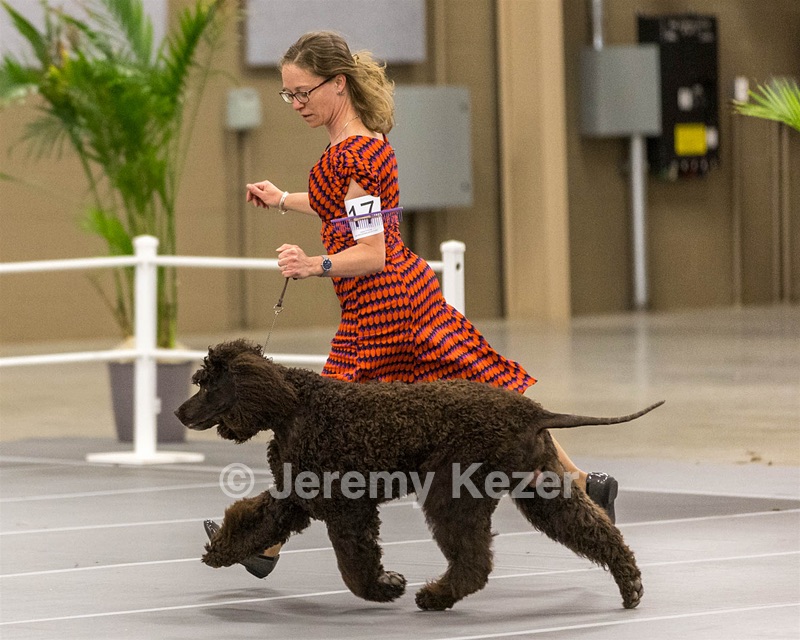 17 - Ballyhoo’s V Finnegan Mcneill BN FDC CA BCAT DS DJ CGCA TKN VHMA JH JHU WD