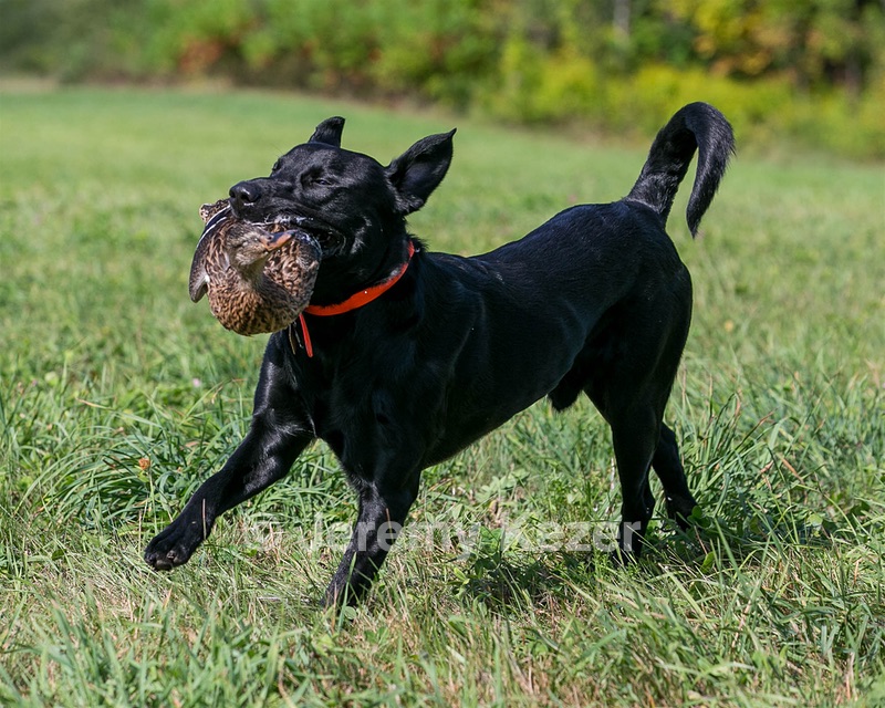 Brutus Culbertson