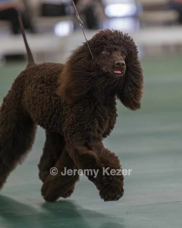 48 - GCH WHISTLE STOP'S TERRA MARIQUE POTENS (Honor)