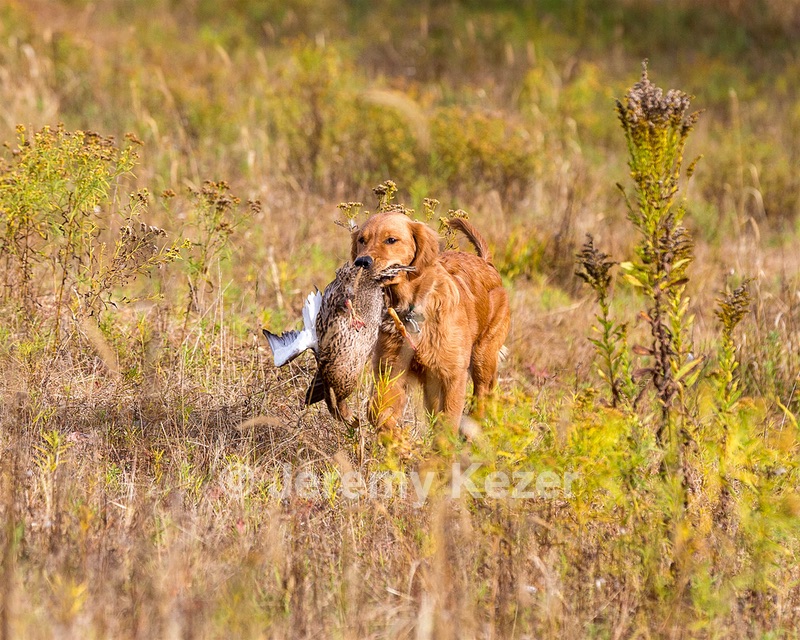 Marsha Wilcox's Pete
