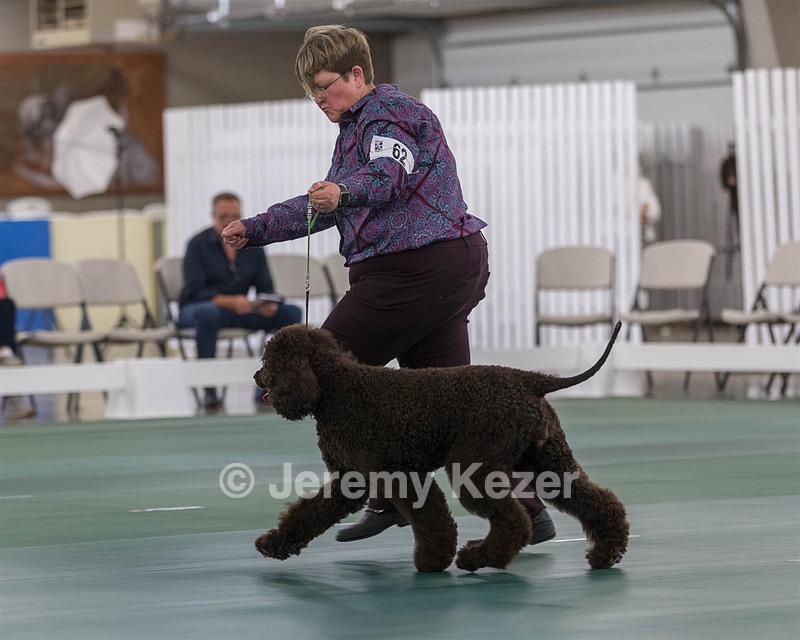 62 - GCH ALL GREEN WI' ENVY V ALPHA NORDIC CD RE DS RATN (Jade)