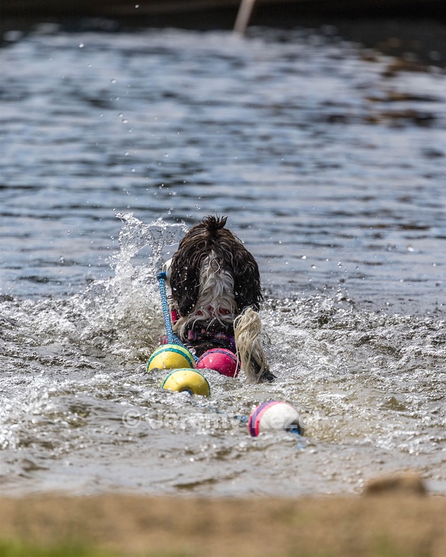 Tillie Lattrell