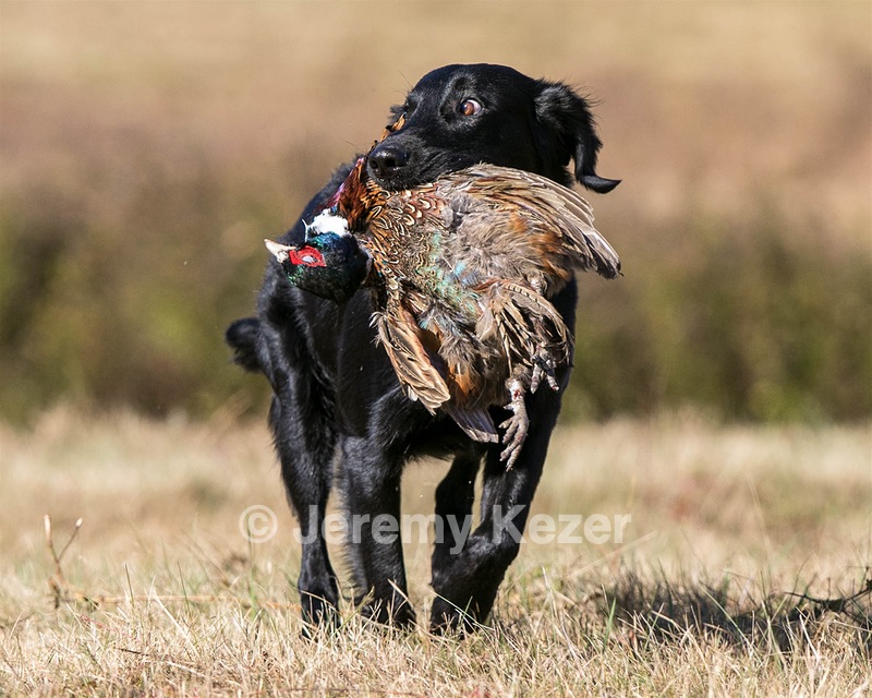 Hunter