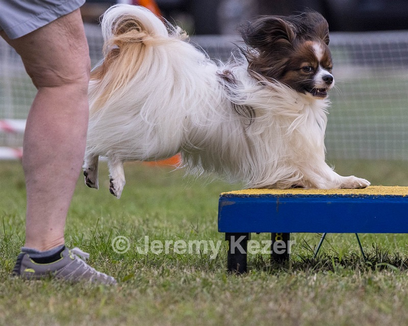 Rebel Hunt