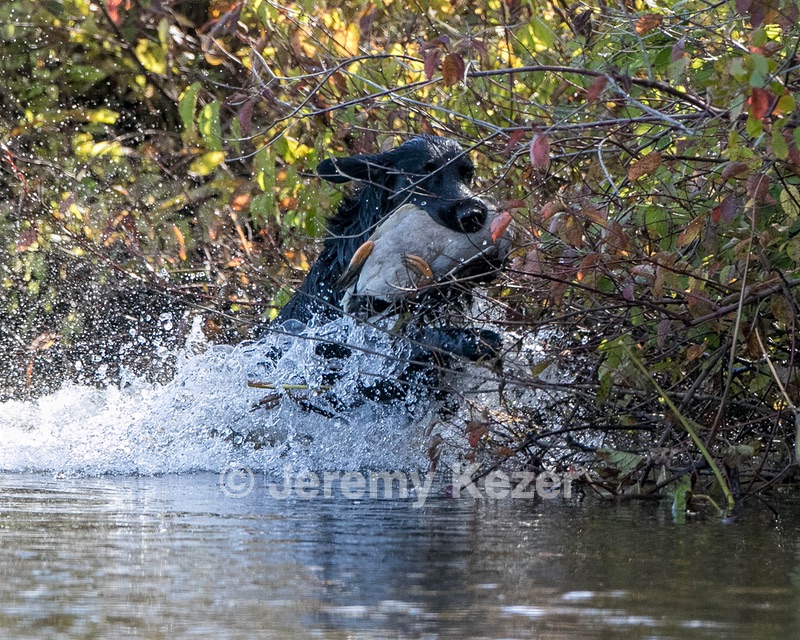 Hunter