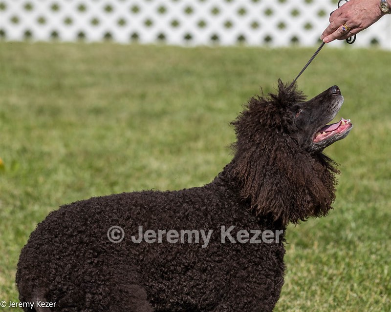 62 - GCH CH Chantico's Dark And Stormy BN RN (Kiera)