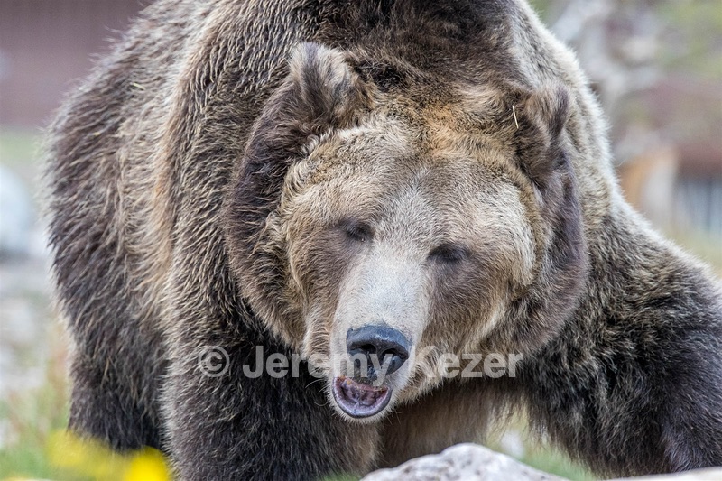Grizzly & Wolf Discovery Center, West Yellowstone