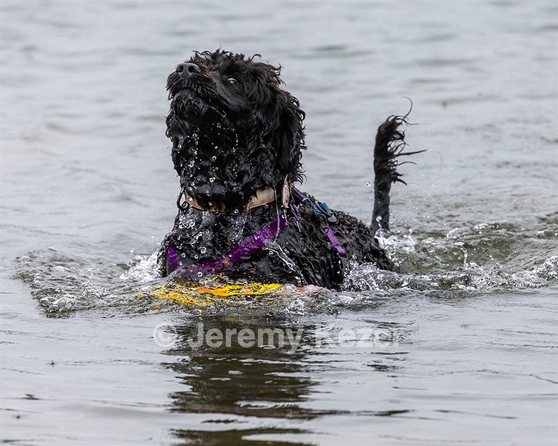Chica Medeiros