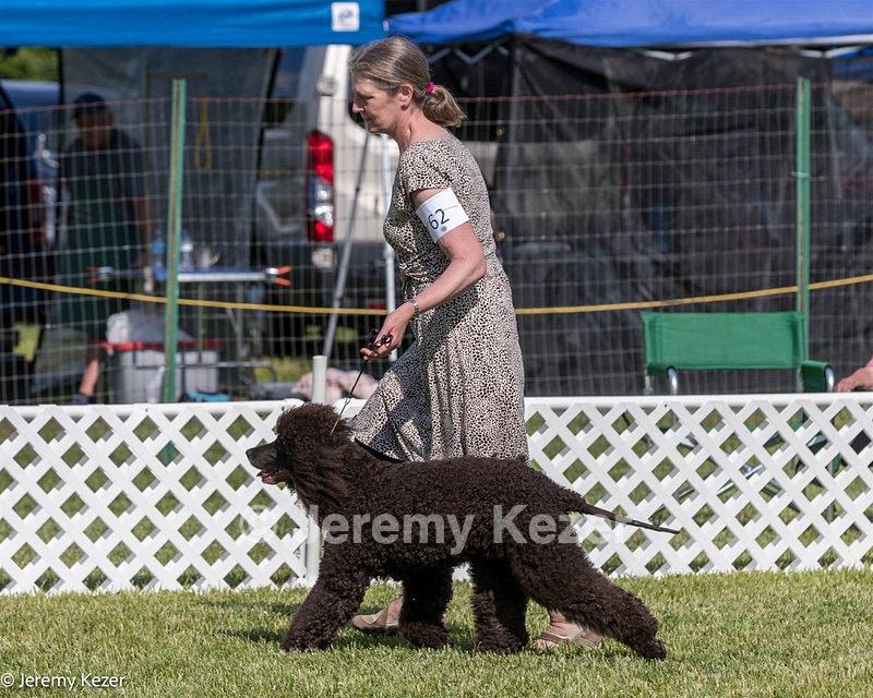 62 - GCH CH Chantico's Dark And Stormy BN RN (Kiera)