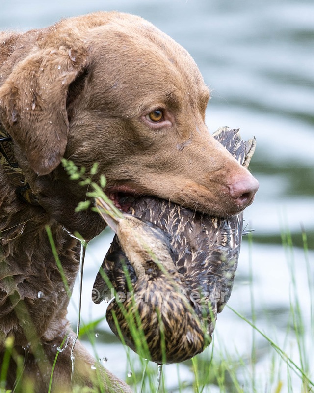 Hunter Law
