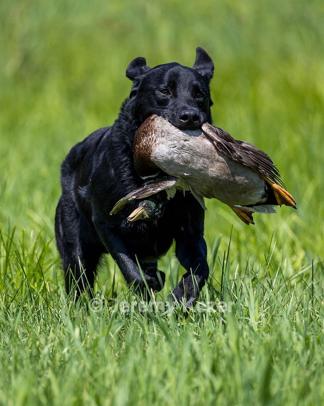 Duke Doyon