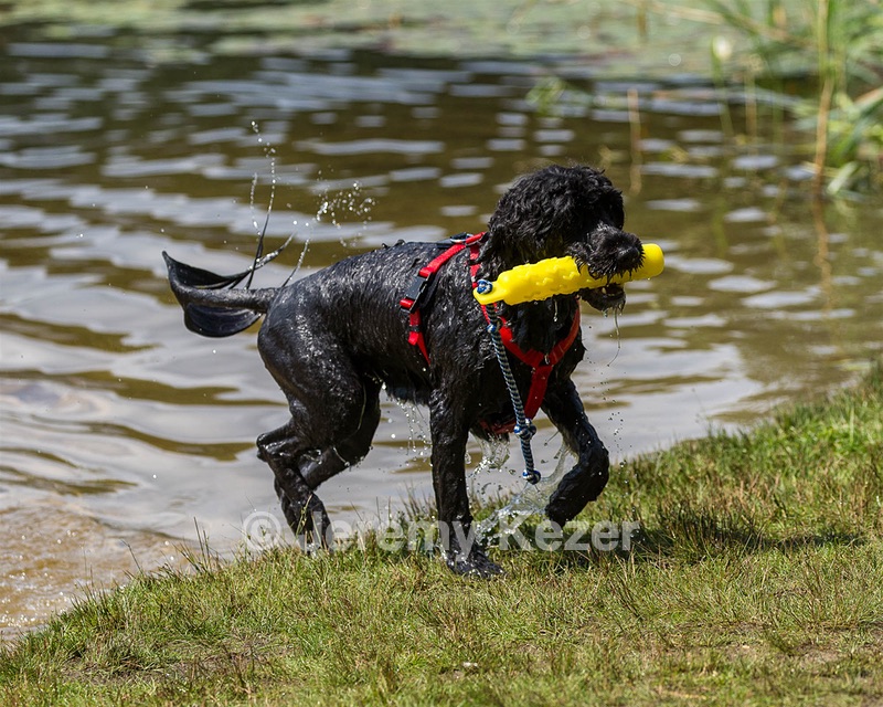 Finne