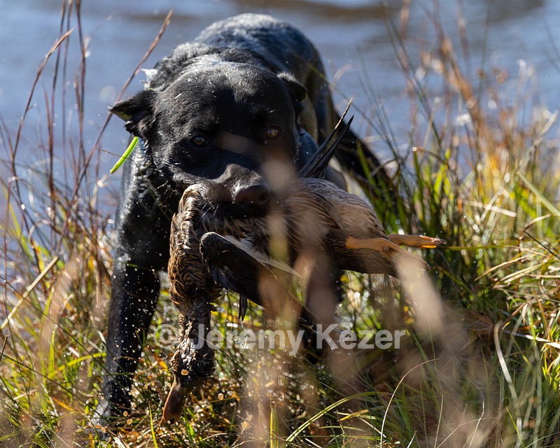 Ruger Harrelson
