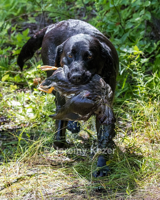 Bella