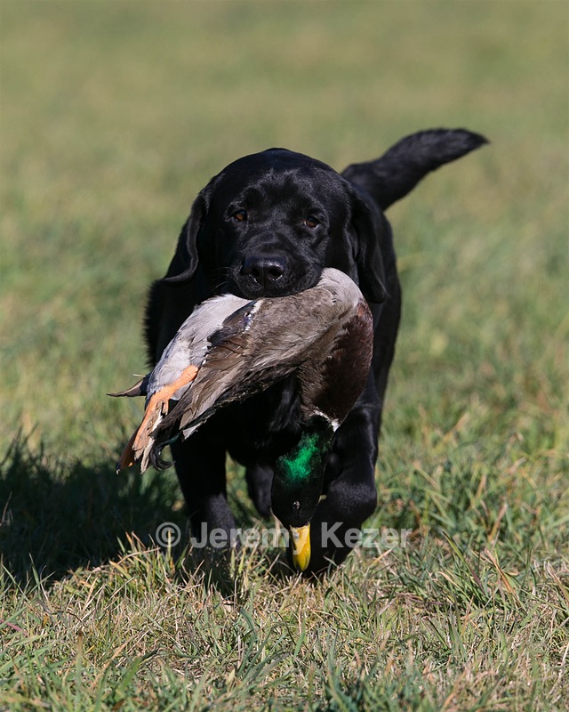 Jack