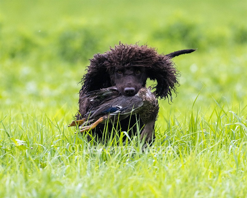 Ghillie Kezer
