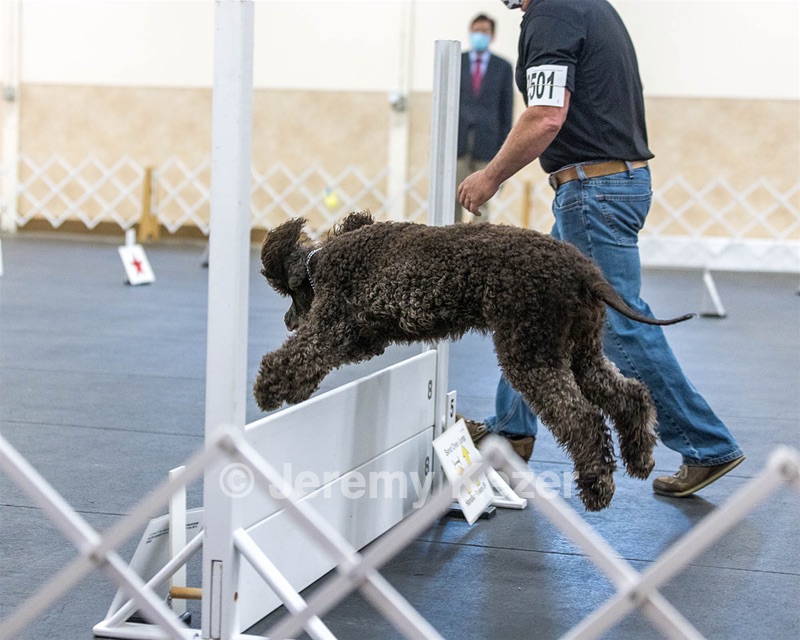 2501 - GCH CH BLACKTHORN'S KEEVA CROMPTON RM AX AXJ XF TKN (Keeva)