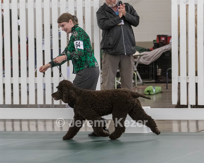 64 - GCH CH CAT N PATS LUCK BE A LADY RN CAX CGC