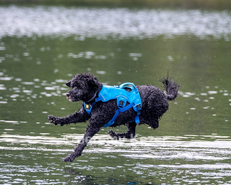 Fenwick Kutner