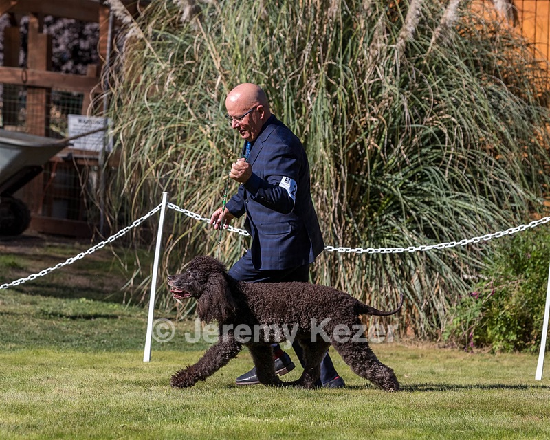 24 - GCH CH BLACKTHORN'S KEEVA CROMPTON RM AX AXJ XF TKN (Keeva)
