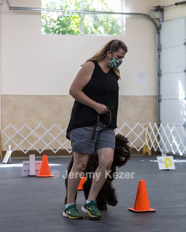 2204 - GCH CH BREKKON'S FIRST MARK CGC