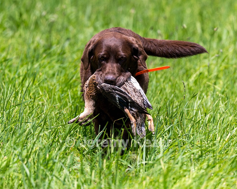 Maggie Arthur