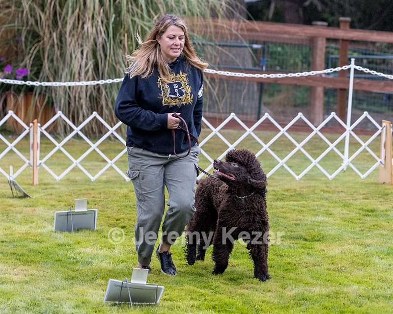 2204 - GCH CH BREKKON'S FIRST MARK CGC