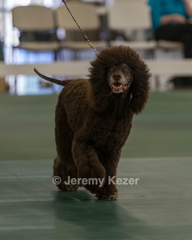 36 - GCH ARROYO'S BEGIN THE BEGUINE AX OAJ NF (Porter)