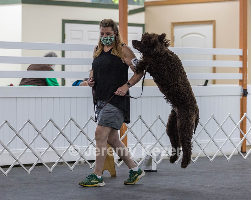 2204 - GCH CH BREKKON'S FIRST MARK CGC