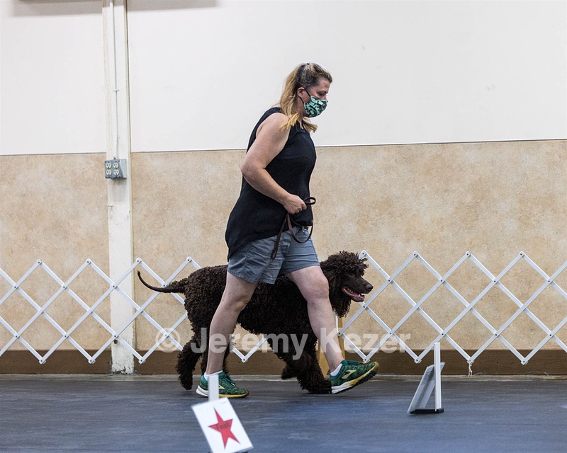 2204 - GCH CH BREKKON'S FIRST MARK CGC