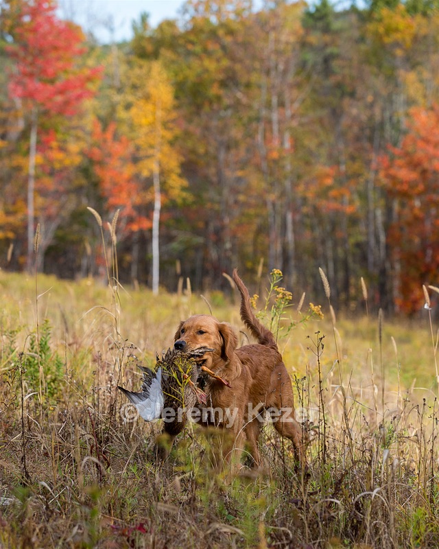 Marsha Wilcox's Pete