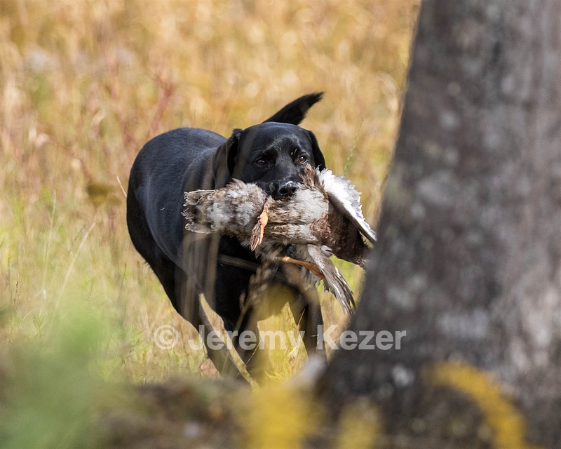 Westview's Black Sofie (Sofie)