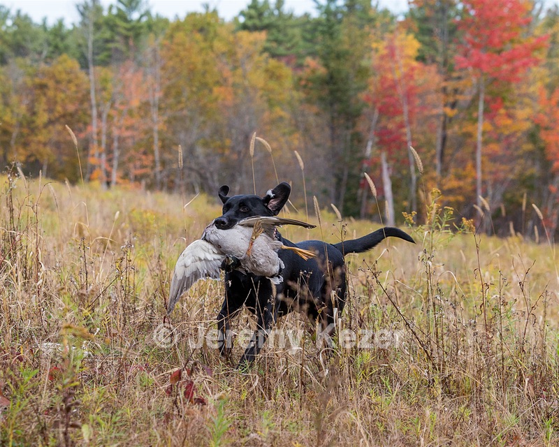 Iowa Pointing Labs Messinger's Kel (Kel)