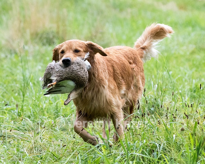 Hawk Worrest