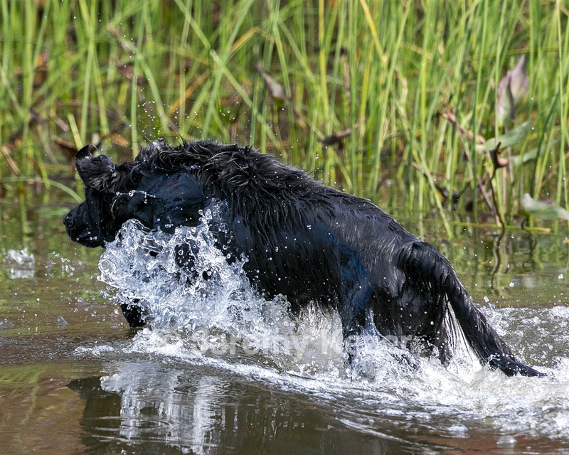 Ripple