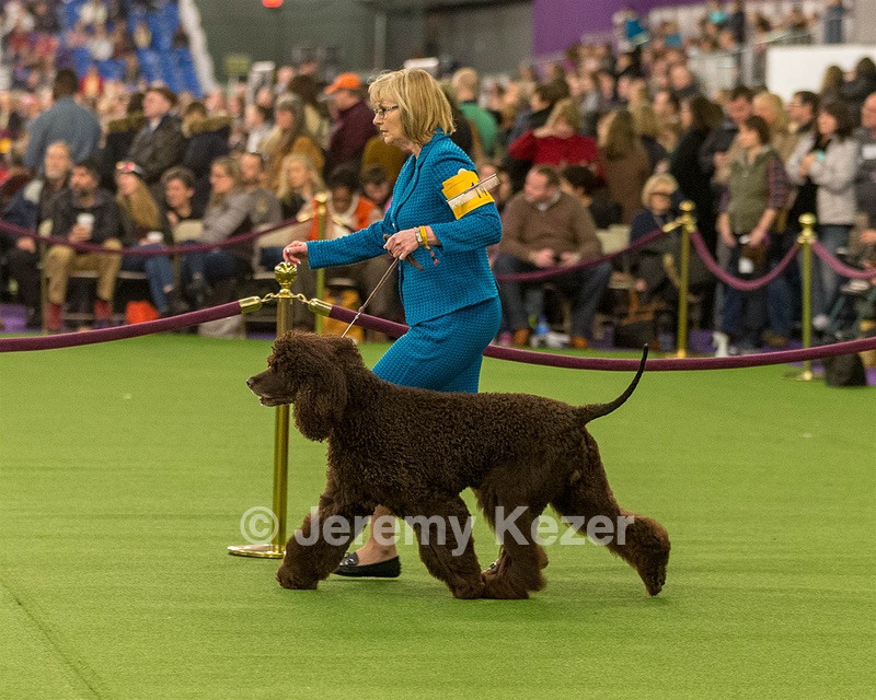 14 - GCH CH Tara's Utter Chaos (George)