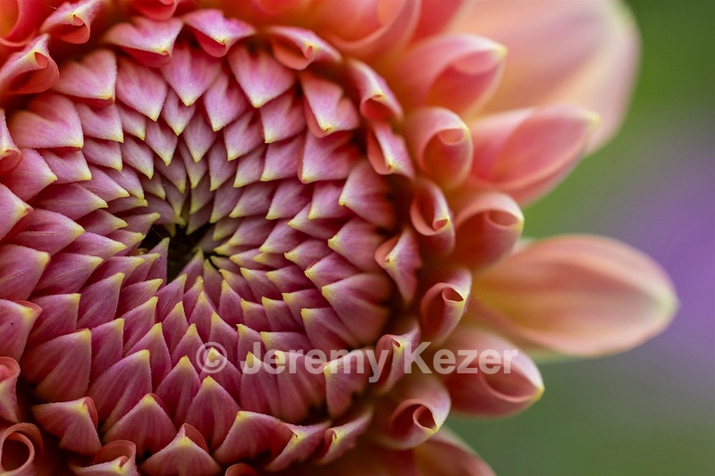 Dahlia, Massachusetts