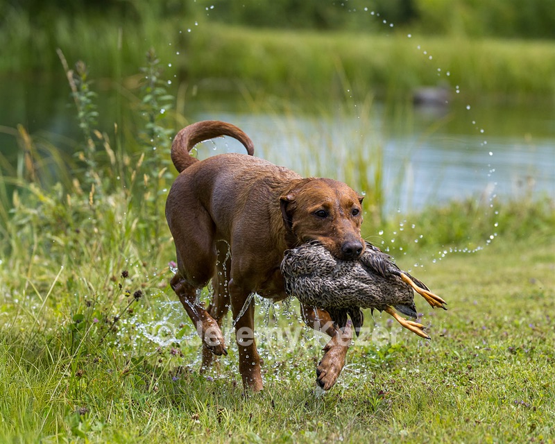 Brickley Young