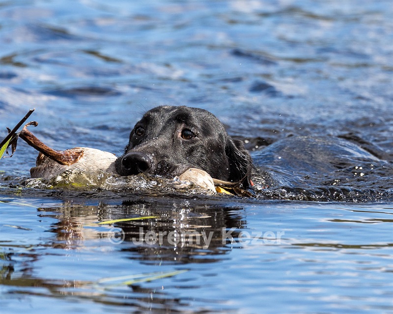Harrison Johnston