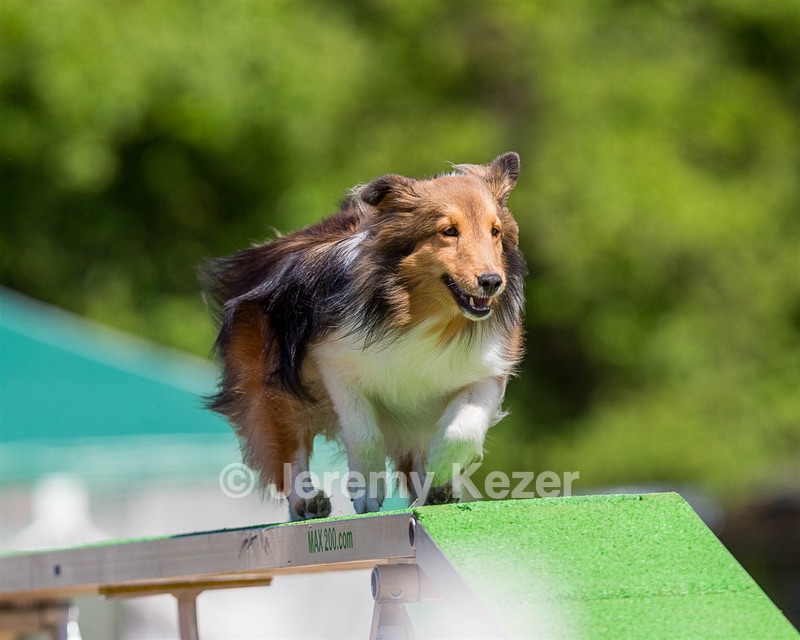 Potion Hunt