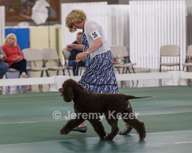 36 - GCH ARROYO'S BEGIN THE BEGUINE AX OAJ NF (Porter)